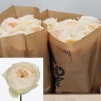 Rose Pride Prejudice 40 sm Х10