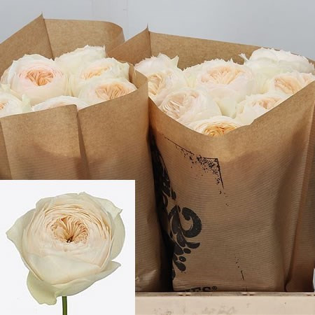 Rose Pride Prejudice 40 sm Х10