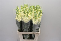 Matthiola Yellow X10