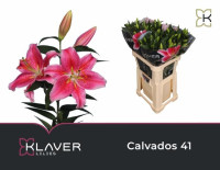 Lilium Ot Tabledance X10 Holland