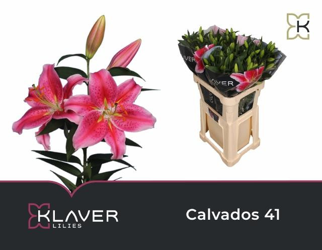 Lilium Ot Tabledance X10 Holland