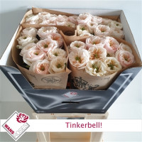 Rose Tinkerbell 50 sm