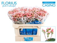Hypericum Casino Coco X10 60 cm