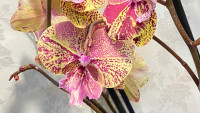 Phal 2-tak Soort Mix 12/65