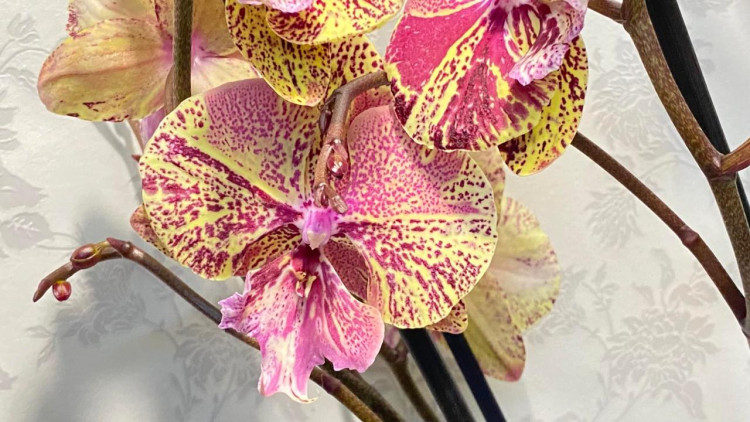 Phal 2-tak Soort Mix 12/65