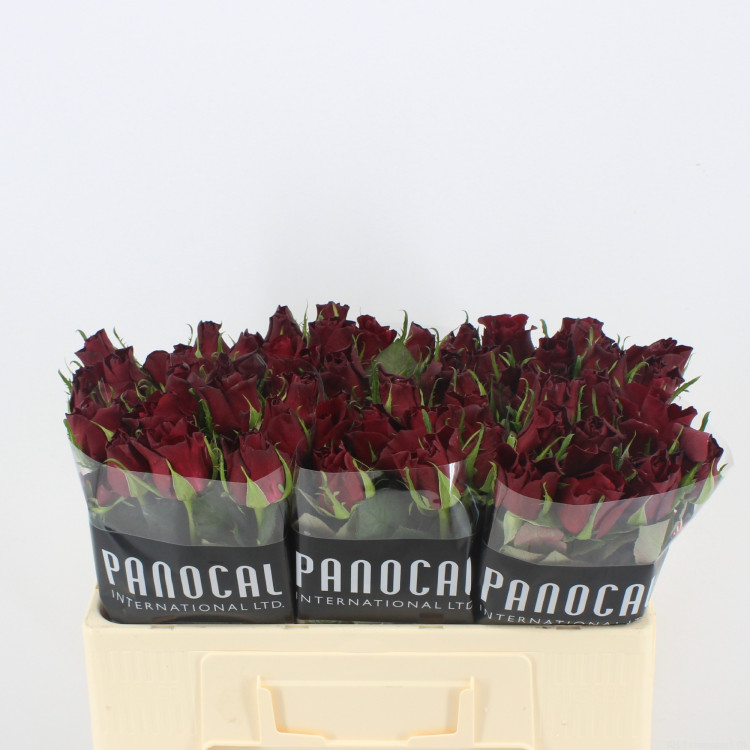 Rose Furiosa 50 sm