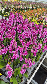 Phal 1-tak Wild Berry 12/75