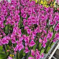Phal 1-tak Wild Berry 12/75 - IMG-20240704-WA0012