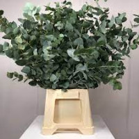 Eucalipt Cinerea Italia 75sm 400g