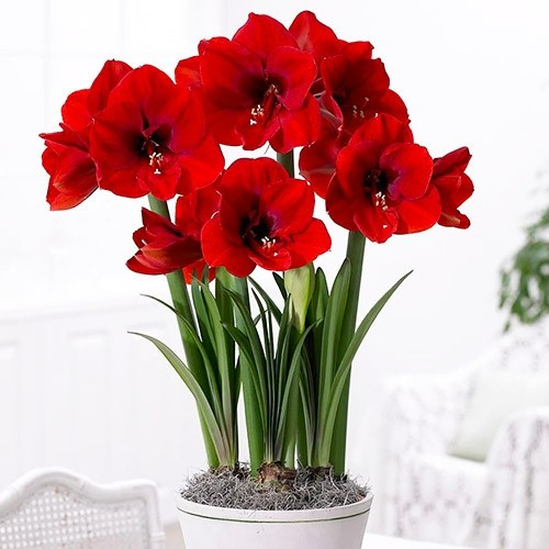 Hippeastrum Red 13/40