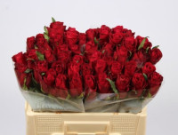 Rose Nazca 70 sm Х10
