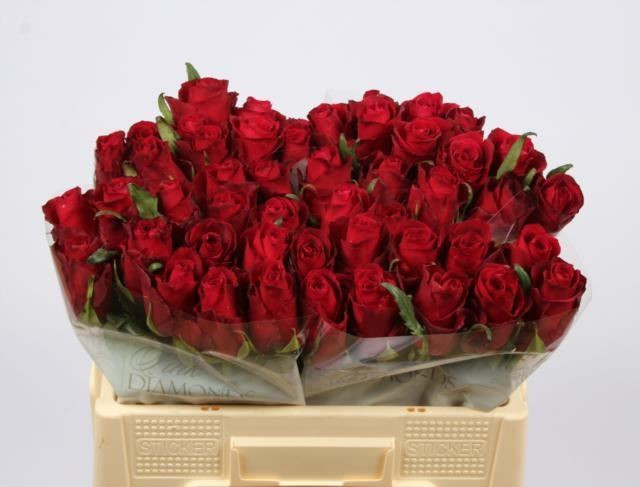 Rose Nazca 70 sm Х10