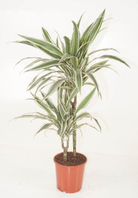 Dracaena White Stripe 24/140
