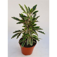 Dizygotheca Bianca 505/15