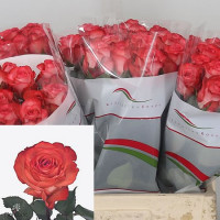 Rose Icon 70 sm