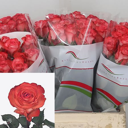 Rose Icon 70 sm