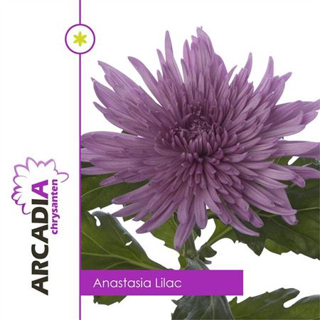 Chr G Anastasia Lilac