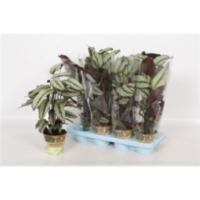 Calathea Whitestar Russia-decorum