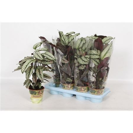 Calathea Whitestar Russia-decorum