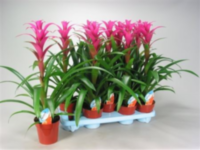 Guzmania Freeya Roze (decorum)