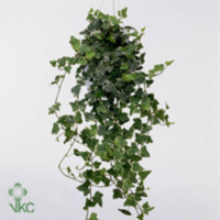 Hedera He White Wonder