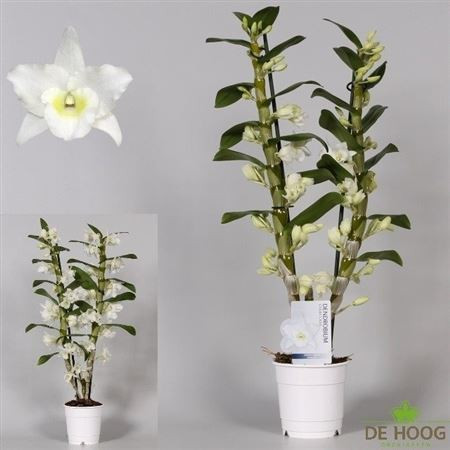Dendr Apollon 2 tak 12/60