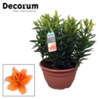 Lilium Az Matrix Oranje Schaal 9pp
