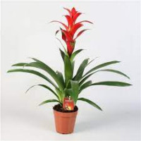 Guzmania Rostara 15/60