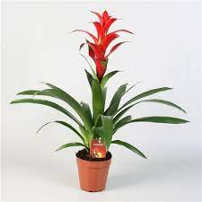 Guzmania Rostara 15/60