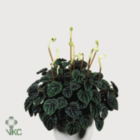 Peperomia Lilian