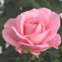 Rosa Bm Dark Pink (grower)