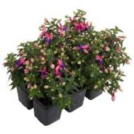 Fuchsia Rosalien 17/65 - Без названия (56)