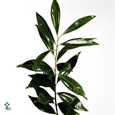 Cocolus Laurifolius