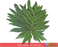 Calathea Fusion White 7/15