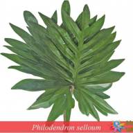 Calathea Fusion White 7/15 - 1a4b7d8a-f63b-11df-8031-002618b945cc_4ec8a6f2-beb6-11e5-a983-1c6f659fb563