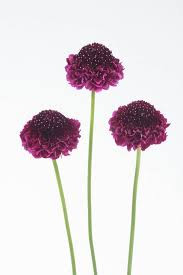Scabiosa Purple Velvet Scoop