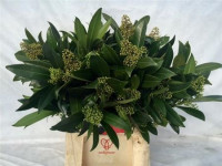 Skimia Rubella Bs 35 cm