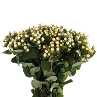 Hypericum Spray White X10