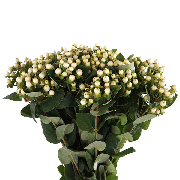 Hypericum Spray White X10