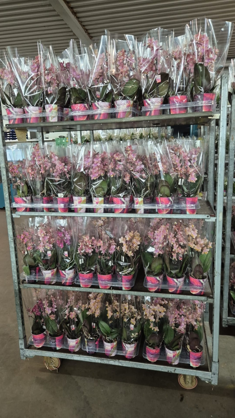 Phal 2-tak Secret Fragrance  9/35