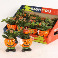 Arr Kamerplant 12/45