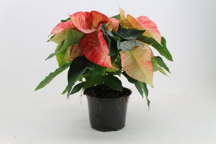 Euphorbia Pulcheppim 510/30