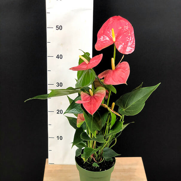 Anthurium Cocos 12/50
