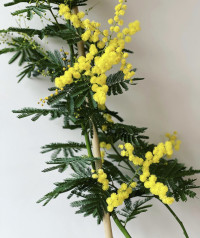Acacia Mimosa Gr Retinodes 100sm