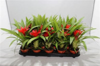 Guzmania Blitz 9/30