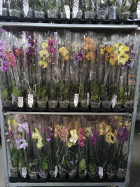 Phal 2-tak Phalaenova Mix 12/70