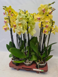 Phal A2 2-tak Levo Yellow 12/65