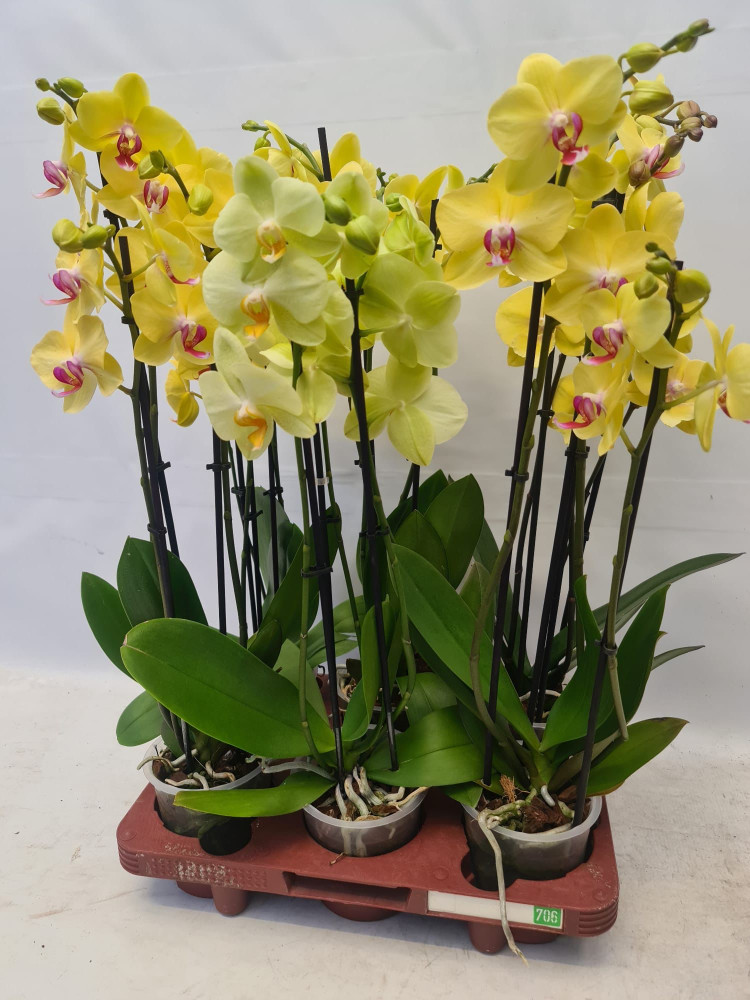 Phal A2 2-tak Levo Yellow 12/65