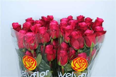 Rose Cherry-o 60 sm