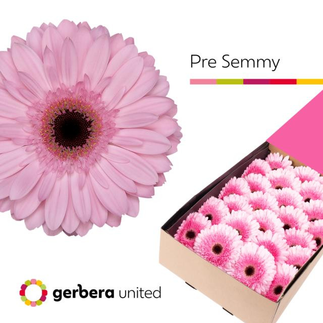 Gerbera Mint X25 Holland